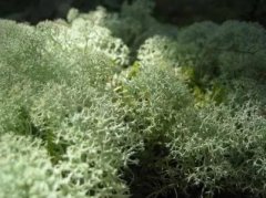 常见苔藓种类鹿蕊藓，鹿蕊藓收购鹿蕊藓出售价格是多少钱