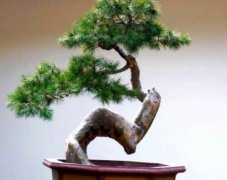白皮松可以做盆景吗？白皮松最新价格白皮松的药用价值