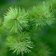 落叶松的特点是什么？落叶松冬天落叶吗落叶松板材价格