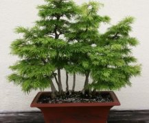 金钱松盆景图片，金钱松冬天落叶吗名贵吗金钱松种子价格多少钱