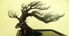 水松盆景图片水松是常绿植物吗？水松是几级保护植物