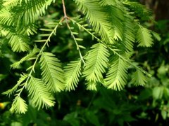 水杉生长速度快吗？水杉是我国珍稀植物吗水杉盆景价格多少钱
