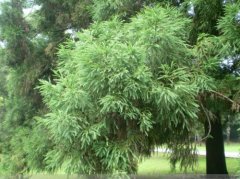 杉树品种介绍短叶柳杉，短叶柳杉树图片短叶柳杉的特点是什么
