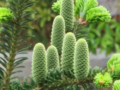 百山祖冷杉现存多少颗？百山祖冷杉现存于哪百山祖冷杉图片
