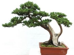 柏树的种类刺柏，刺柏盆景图片刺柏盆景适合家里养吗