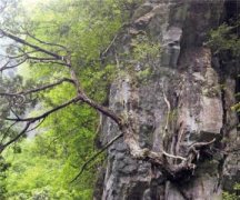 野生崖柏图片大全，崖柏是什么树种崖柏价格一般是多少