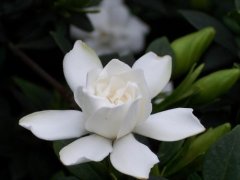 栀子花的养殖方法和注意事项是怎么样的？栀子花什么时候开花