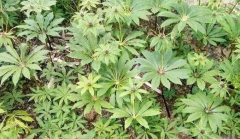 重楼怎么种植才好？重楼种植技术与栽培管理技术介绍
