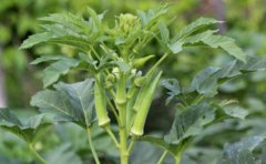 阳台秋葵种植：秋葵在什么季节种植？秋葵种子怎么种植