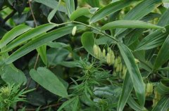 黄精种植技术方法，种植黄精几年才可以收黄精种苗多少钱一株