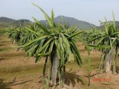 阳台火龙果的种植方法火龙果怎么种植盆栽？火龙果盆栽几年能结果