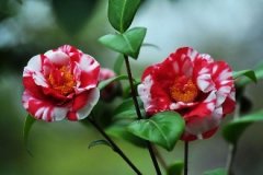 山茶花的养殖方法浇水怎么浇？茶花掉叶子的补救方法是什么
