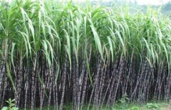 甘蔗的种植方法和时间，种植甘蔗管理技术和施肥方法介绍