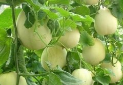 甜瓜种植技术与管理，甜瓜种植时间和方法是怎么样的