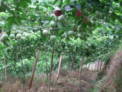 百香果种植技术和管理介绍，百香果种植多久才结果