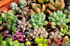多肉植物如何种植方法？多肉种植土怎么用用什么土比较好