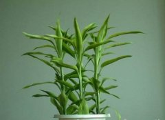 幸运竹植物简介,幸运竹长太高怎么办幸运竹长太大怎么修剪