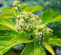 西双版纳青脆枝怎么种植？青脆枝适应气候和种植技术介绍