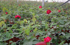 玫瑰种植方法与技巧是什么？玫瑰种植条件有哪些需要什么土壤