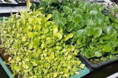 菠菜的水培方法种植技术介绍，菠菜的生长周期多长种植多久可以吃