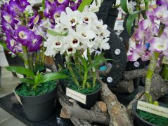 春石斛如何催花一年开几次花？春石斛催花成本大降多少钱一株