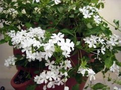 盆栽白雪花的养殖方法，白雪花种子什么时候播种好养吗