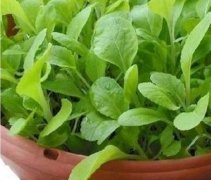 盆栽小白菜种子怎么种菜？小白菜种子怎么处理播种生长的好