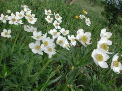 什么是银莲花？银莲花的样子图片银莲花种植方法与养花介绍