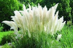 羽毛芦苇草是什么样子的？羽毛芦苇草生长地区土壤要求