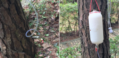 防治荔枝椿象怎么做？荔枝椿象用什么药防治帮树打针可以吗