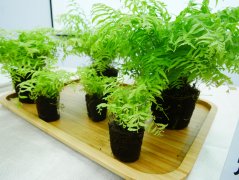 肾蕨新品种：台东场育成肾蕨台东1号，肾蕨台东1号有什么特点