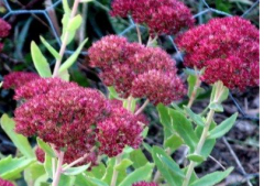 景天属植物耐旱吗？怎么种植景天植物景天植物怎么繁殖