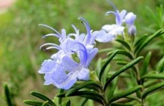 迷迭香是什么植物？迷迭香有哪些病虫害怎么收获保存？