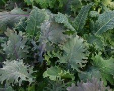 羽衣甘蓝种子种植时间在什么时候，怎么种植浇水方法是什么