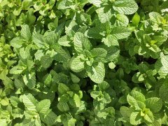野生薄荷品种繁殖力强怎么处理？薄荷植物的药用使用注意事项