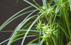 格雷莎草是什么植物有什么特征？格雷莎草种植条件繁殖时间