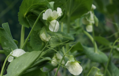 园林豌豆种植计划，豌豆套种计划与豌豆连种方法介绍豌豆修剪