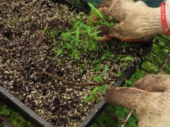 台湾三角枫原生稀有植物怎么保护？三角枫分株定植拔草护理