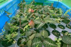 树林下适合种植什么好？树林下面好栽种经济环境全顾到