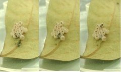 台湾为加强防治荔枝椿象，4县市荔枝椿象卵片收购价提高至5元