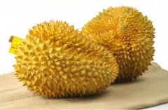 泰国金枕榴莲的特点介绍，金枕头榴莲多少一斤贵不贵