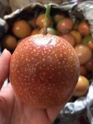 满天星百香果种植技术不易坐果吗？满天星百香果什么颜色特点