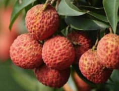 红绣球荔枝果苗来源于哪里？红绣球荔枝特点与栽培技术要点介绍