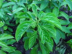 台湾特有的植物青脆枝介绍，青脆枝有什么作用果实有毒吗