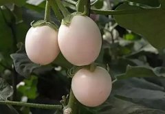 白色鸡蛋茄与白雪公主草莓的特点，香蕉西葫芦与抱子甘蓝什么样