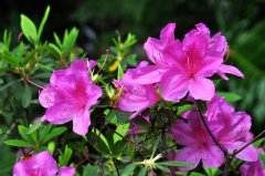 杜鹃花栽培技术与繁殖方法介绍，杜鹃花病虫害怎么防治
