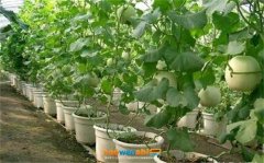 甜瓜种植技术及管理知识，甜瓜无土栽培技术详解