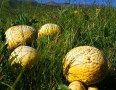 青海祁连野生黄菇菌功效与作用图片 黄菇炖汤的做法大全