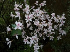 你赏的是什麽杜鹃花品种？中低海拔种