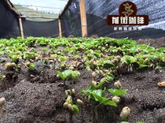 前街咖啡种植园育种步骤技术总结：育苗、定植、遮荫